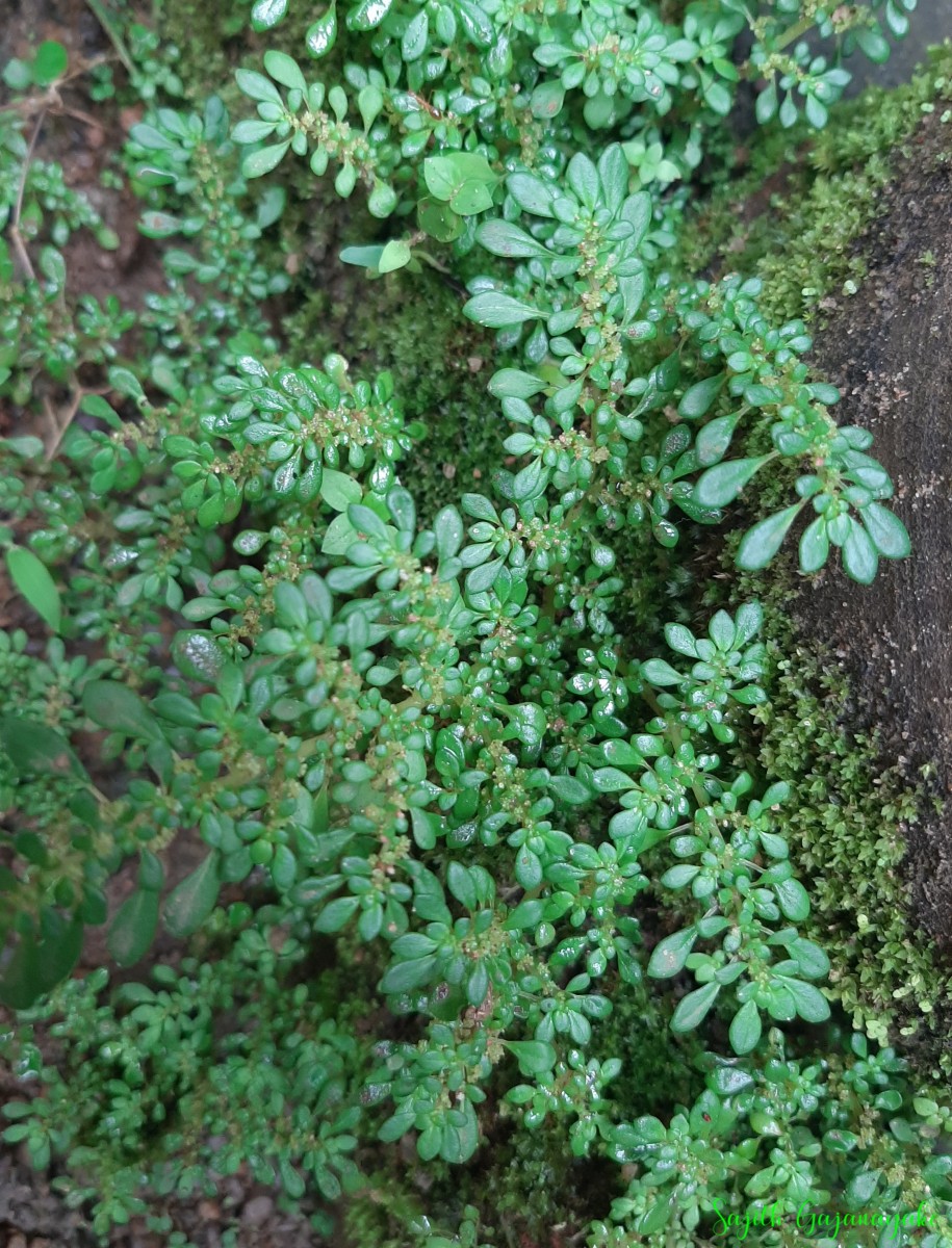 Pilea microphylla (L.) Liebm.